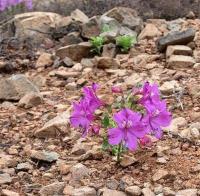 Alstroemeria_violacea_GM_1181.3.jpg