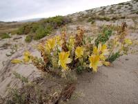 Alstroemeria_werdermannii_ssp._flavicans_GM_1141.2.jpg