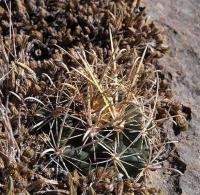 Ancistrocactus_brevihamatus_GM_1233.37.jpg