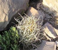 Ancistrocactus_brevihamatus_GM_847.jpg