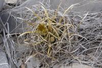 Ancistrocactus_brevihamatus_pallidus_GM_1075.5.jpg