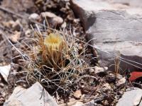 Ancistrocactus_brevihamatus_pallidus_GM_1646.12.jpg