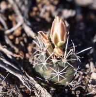 Ancistrocactus_brevihamatus_pallidus_GM_1646.4.jpg