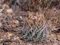 Ancistrocactus_brevihamatus_pallidus_GM_1646.8.jpg