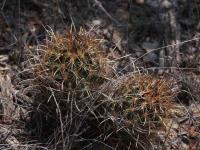 Ancistrocactus_megarhizus_GM_1510.1.jpg