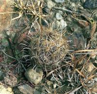 Ancistrocactus_megarhizus_GM_380.jpg