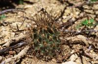 Ancistrocactus_megarhizus_GM_640.1.jpg