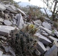 Ancistrocactus_scheeri_GM_1058.1.jpg