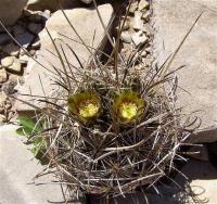 Ancistrocactus_scheeri_GM_1072.1.jpg