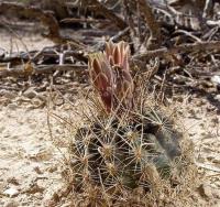 Ancistrocactus_scheeri_GM_1078.5.jpg