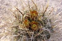 Ancistrocactus_scheeri_GM_1086.4.jpg