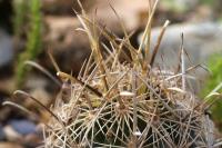 Ancistrocactus_scheeri_GM_1340.10.jpg