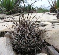 Ancistrocactus_scheeri_GM_834.3.jpg
