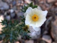 Argemone_mexicana_GM_1505.10.jpg