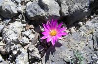Ariocarpus_agavoides_GM_796.1.jpg