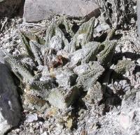 Ariocarpus_bravoanus_GM_943.jpg
