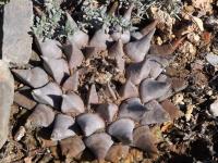 Ariocarpus_confusus_GM_1657.jpg