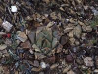 Ariocarpus_confusus_GM_1659.jpg