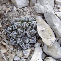 Ariocarpus_fissuratus_GM_1075.10.jpg