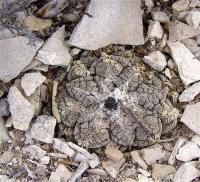 Ariocarpus_fissuratus_GM_1082.6.jpg