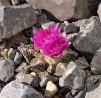 Ariocarpus_fissuratus_GM_1233.23.jpg