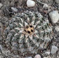 Ariocarpus_fissuratus_GM_1233.9.jpg