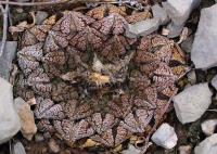 Ariocarpus_fissuratus_GM_1331.11.jpg