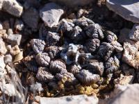 Ariocarpus_fissuratus_GM_1640.8.jpg