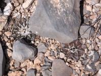 Ariocarpus_fissuratus_GM_1640.jpg
