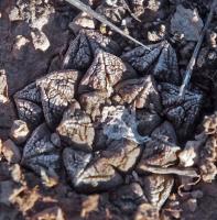 Ariocarpus_fissuratus_GM_1646.3.jpg
