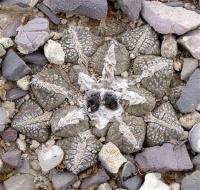 Ariocarpus_fissuratus_lloydii_GM_1082.11.jpg