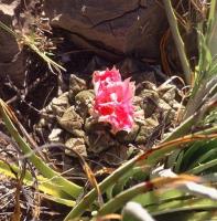 Ariocarpus_fissuratus_v._intermedius_GM_629.1.jpg