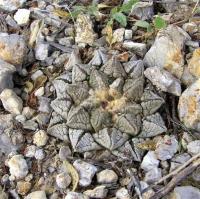 Ariocarpus_fissuratus_v._intermedius_GM_927.1.jpg