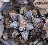 Ariocarpus_hintonii_GM_1249.2.jpg