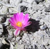 Ariocarpus_kotschoubeyanus_GM_035.jpg