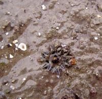 Ariocarpus_kotschoubeyanus_GM_1037.2.jpg