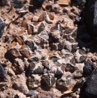 Ariocarpus_kotschoubeyanus_GM_1045.jpg