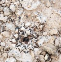 Ariocarpus_kotschoubeyanus_GM_1231.4.jpg