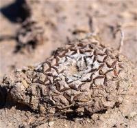 Ariocarpus_kotschoubeyanus_GM_1255.1.jpg