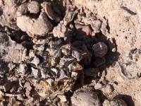 Ariocarpus_kotschoubeyanus_GM_1492.1.jpg