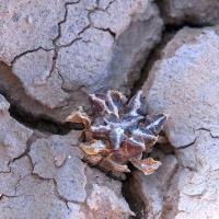 Ariocarpus_kotschoubeyanus_GM_1619.5.jpg