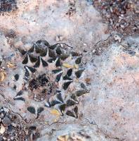 Ariocarpus_kotschoubeyanus_GM_1625.jpg