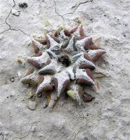Ariocarpus_kotschoubeyanus_GM_863.1.jpg