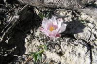 Ariocarpus_kotschoubeyanus_v._albiflorus_GM_114.jpg