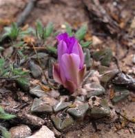 Ariocarpus_kotschoubeyanus_v._elephanthidens_GM_1258.11.jpg