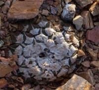Ariocarpus_kotschoubeyanus_v._elephanthidens_GM_1258.15.jpg
