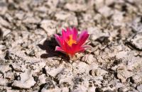 Ariocarpus_kotschoubeyanus_v._macdovellii_GM_626.1.jpg