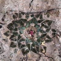 Ariocarpus_kotschoubeyanus_v._sladkovsky_GM_1257.13.jpg