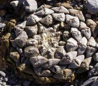 Ariocarpus_lloydii_GM_1083.1.jpg