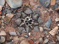 Ariocarpus_lloydii_GM_1620.6.jpg